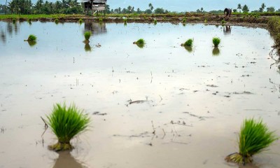 Rencana Penambahan Areal Tanam Padi di Sulteng