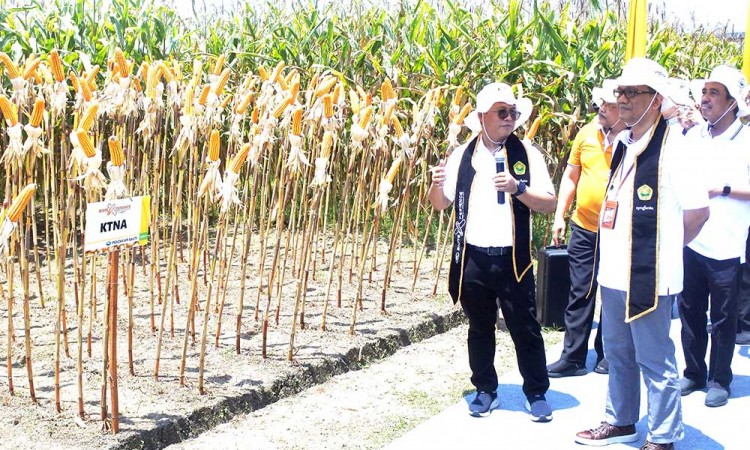 Panen Jagung Bioteknologi di Jawa Timur