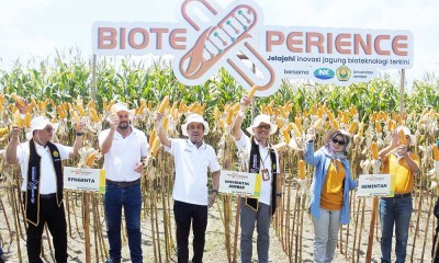 Panen Jagung Bioteknologi di Jawa Timur