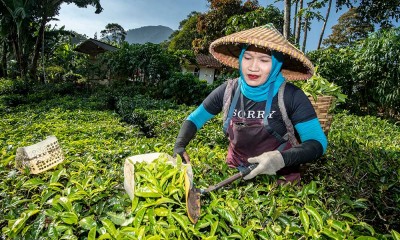 Pemerintah Targetkan Produktivitas Kebun Teh Mencapau 1 juta Ton/Hektar Pada 2023 