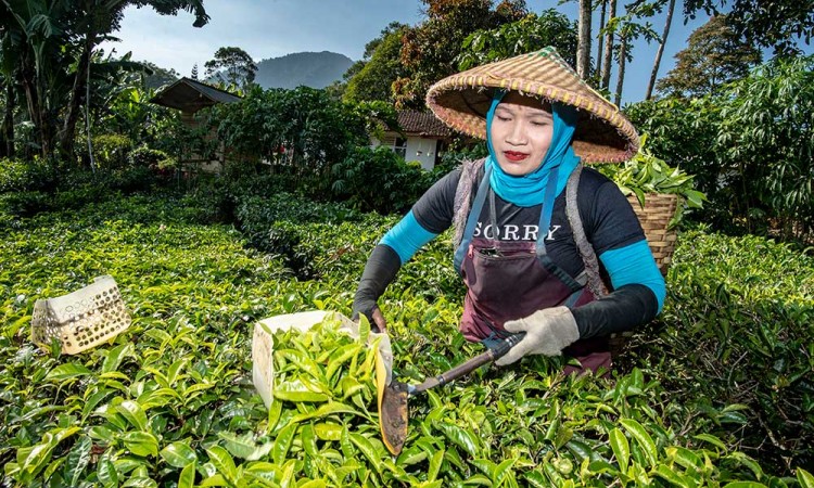 Pemerintah Targetkan Produktivitas Kebun Teh Mencapau 1 juta Ton/Hektar Pada 2023 