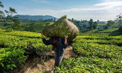 Pemerintah Targetkan Produktivitas Kebun Teh Mencapau 1 juta Ton/Hektar Pada 2023 