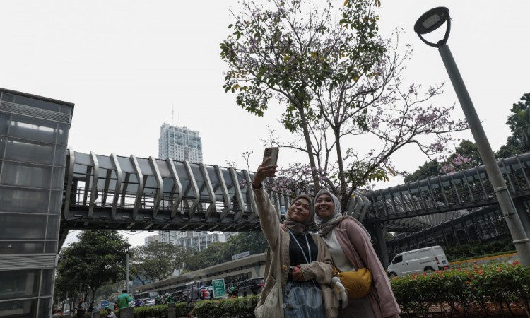 Seperti di Jepang, Jalan di Ibu Kota Dihiasi Bunga Tabebuya