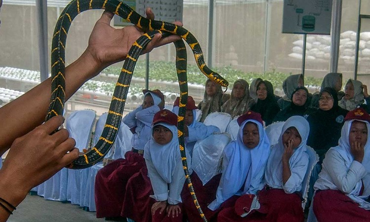 Pengenalan Ular Liar Berbisa di Boyolali Jawa Tengah