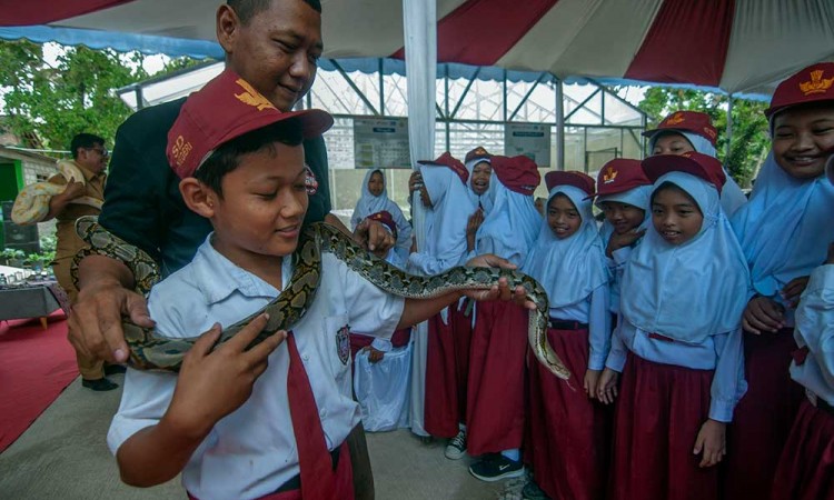Pengenalan Ular Liar Berbisa di Boyolali Jawa Tengah