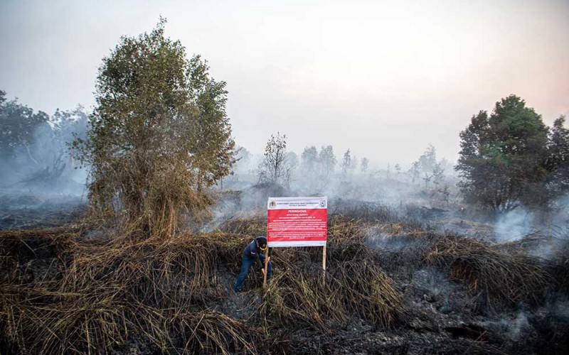 Petugas Balai Penanganan dan Penegakkan Hukum Lingkungan Hidup dan Kehutanan (BPPHLHK) Wilaya Sumatera Seksi III Palembang menyegel lahan yang terbakar di Sepucuk, Pedamaran, Ogan Komering Ilir (OKI), Sumatera Selatan, Senin (18/9/2023). BPPHLHK Wilaya Sumatera Seksi III Palembang menyegel lahan Area Percontohan Lainnya (APL) milik Badan Restorasi Gambut dan Mangrove (BRGM) dan Litbang Kehutanan seluas 50 hektare yang terbakar di daerah tersebut. ANTARA FOTO/Nova Wahyudi