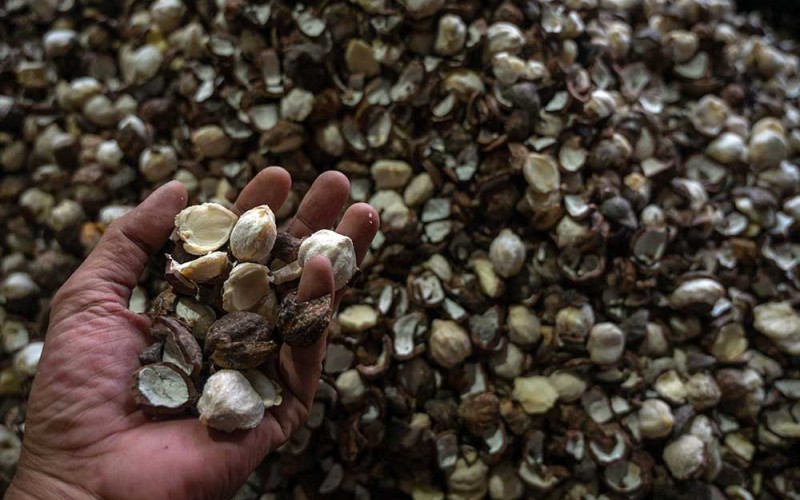Warga menunjukkan kemiri kupas di Desa Uwemanje, Kinovaro, Sigi, Sulawesi Tengah, Senin (18/9/2023). Harga kemiri kupas di tingkat pedagang pengumpul di wilayah itu naik dari rata-rata Rp37 ribu per kilogram menjadi Rp40 ribu per kilogram, sedangkan kemiri mentah (belum dikupas) naik dari rata-rata Rp7 ribu menjadi Rp8 ribu per kilogram yang disebabkan menurunnya produksi memasuki musim gugur kering bagi pohon kemiri hutan di wilayah itu. ANTARA/Basri Marzuki