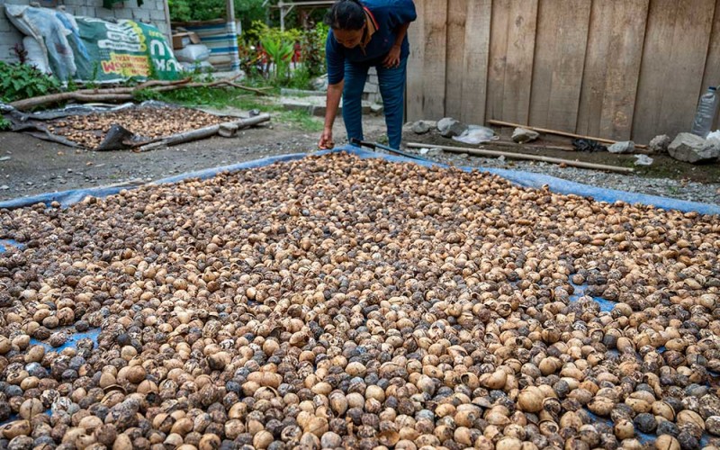 Warga menjemur kemiri di Desa Uwemanje, Kinovaro, Sigi, Sulawesi Tengah, Senin (18/9/2023).Harga kemiri kupas di tingkat pedagang pengumpul di wilayah itu naik dari rata-rata Rp37 ribu per kilogram menjadi Rp40 ribu per kilogram, sedangkan kemiri mentah (belum dikupas) naik dari rata-rata Rp7 ribu menjadi Rp8 ribu per kilogram yang disebabkan menurunnya produksi memasuki musim gugur kering bagi pohon kemiri hutan di wilayah itu. ANTARA/Basri Marzuki