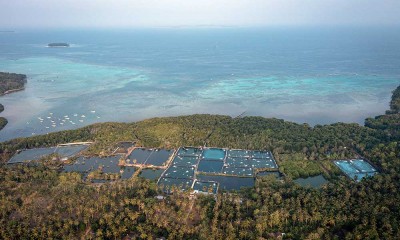 Foto-Foto Dampak Kerusakan Lingkungan Akibat Tambak Udang di Karimunjawa