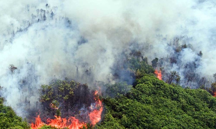 Kebakaran Lahan Gambut di OKI Sumatra Selatan Makin Meluas