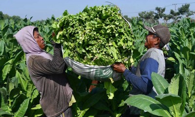 Harga Tembakau di Tingkat Petani Alami Kenaikan