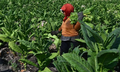 Harga Tembakau di Tingkat Petani Alami Kenaikan