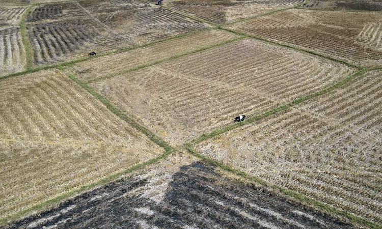 Ratusan Hektare Lahan Pertanian di Sulsel Alami Kekeringan Akibat Fenomena El Nino