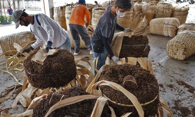 Pabrikan Rokok Telah Membeli 5.000 Ton Tembakau Dari Petani di Temanggung
