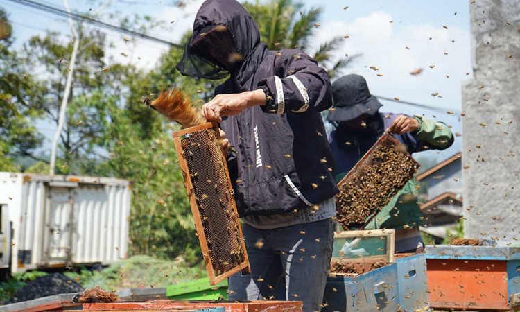 Produksi Madu Melimpah Saat Musim Kemarau