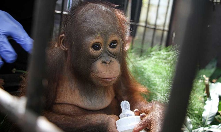 BKSDA Kalimantan Tengah Amankan Bayi Orangutan Hasil Penyelundupan