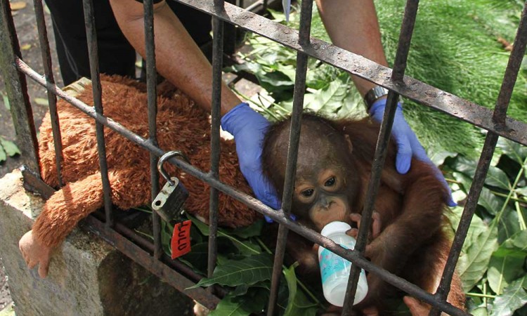 BKSDA Kalimantan Tengah Amankan Bayi Orangutan Hasil Penyelundupan