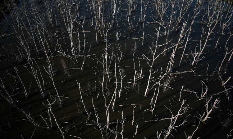 Ratusan Pohon Mangrove di Teluk Kendari Mati Secara Bersamaan