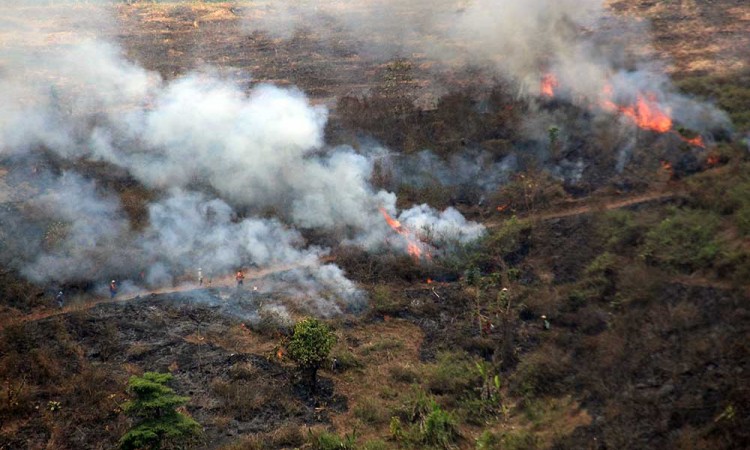 Kebakaran Hutan dan Lahan (Karhutla) di Kabupaten Jombang Terus Mengalami Peningkatan