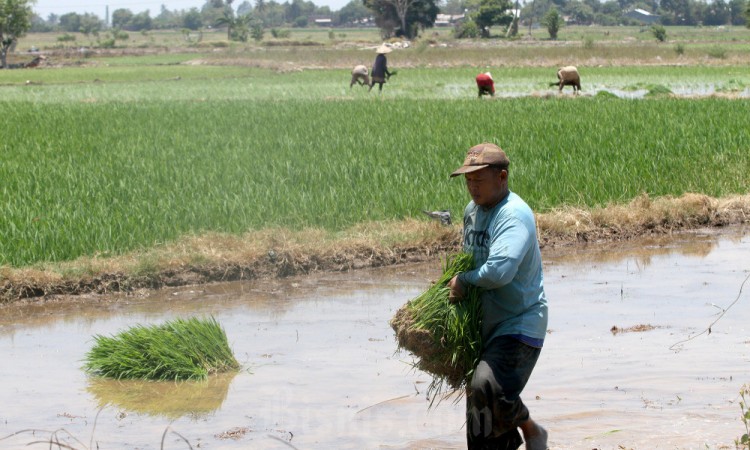 Indonesia Telah Mengimpor Beras Sebanyak 1,59 Juta Ton Pada Periode Januari-Agustus 2023