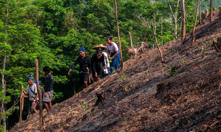 Suku Badui Menggelar Tradisi Ngaseuk di Leuwidamar Saat Musim Kemarau