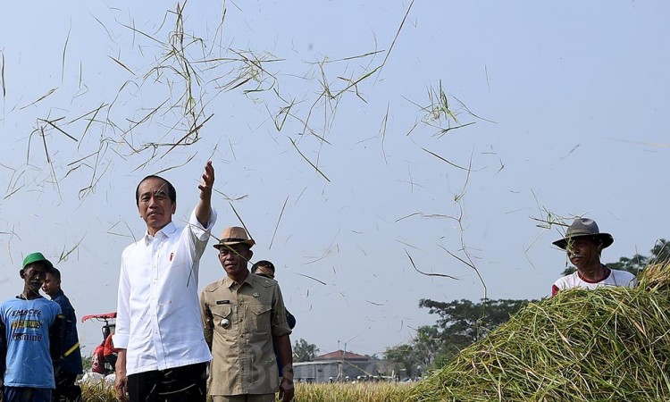 Presiden Jokowi Meninjau Panen Padi di Subang