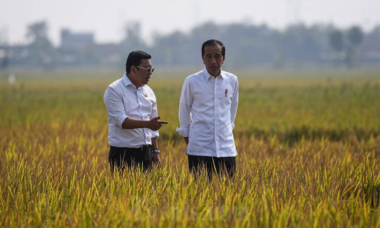 Presiden Jokowi Meninjau Panen Padi di Subang