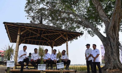 Presiden Jokowi Meninjau Panen Padi di Subang