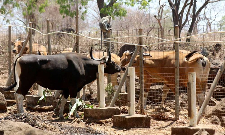 Taman Nasional Baluran Berupaya Untuk Memperkaya Gen Banteng Jawa