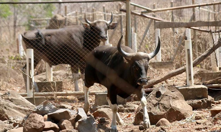 Taman Nasional Baluran Berupaya Untuk Memperkaya Gen Banteng Jawa