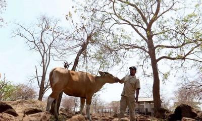 Taman Nasional Baluran Berupaya Untuk Memperkaya Gen Banteng Jawa