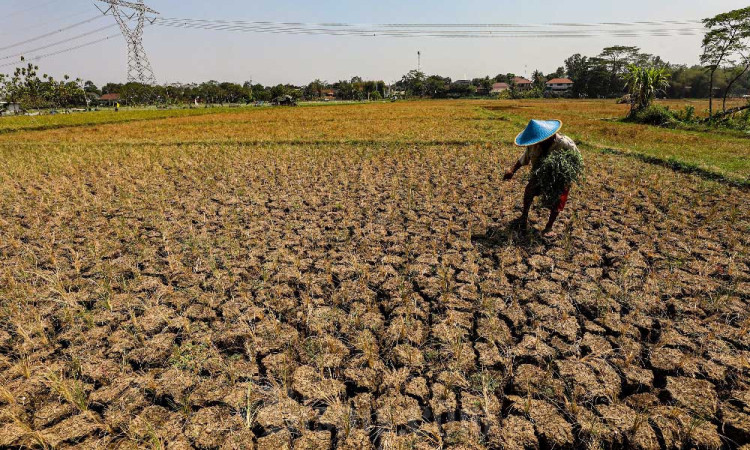 BPS Mencatat Ada Resiko Penurunan Luas Panen dan Produksi Padi di Akhir 2023