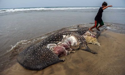 Hiu Paus Sepanjang Sepuluh Meter Mati Terdampar di Pantai Kampis Pandeglang