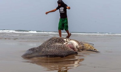 Hiu Paus Sepanjang Sepuluh Meter Mati Terdampar di Pantai Kampis Pandeglang