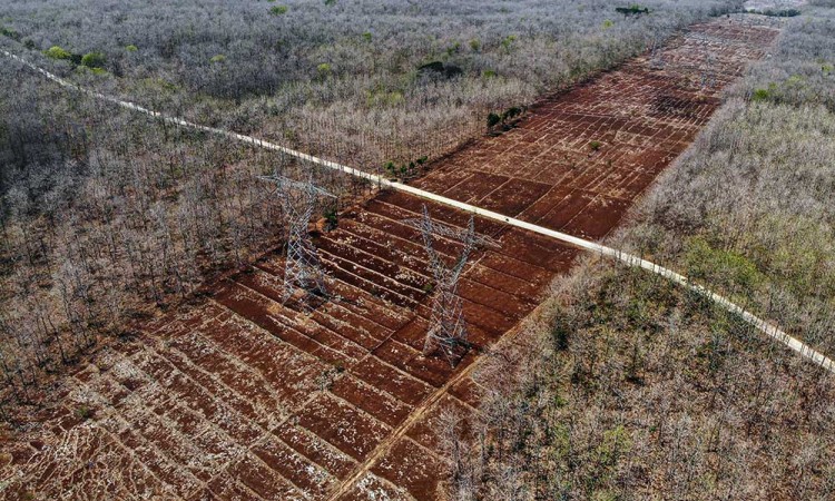 Hutan Jati di Bojonegoro Meranggas Akibat Musim Kemarau Panjang