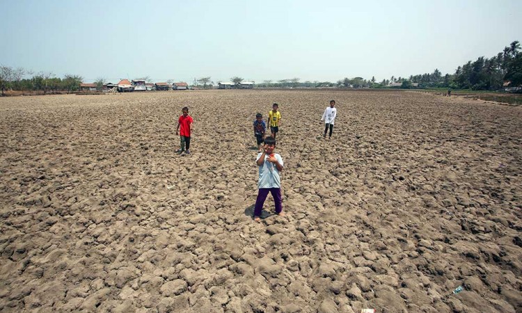 Lahan Sawah di Tangerang Alami Kekeringan Dampak Dari Fenomena El Nino