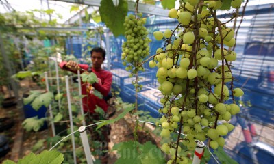 Melihat Lebih Dekat Agro Edukasi Anggur di Bandung Barat