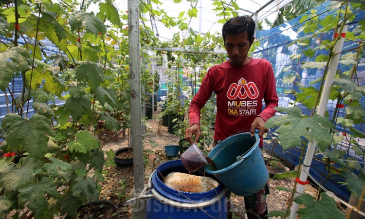 Melihat Lebih Dekat Agro Edukasi Anggur di Bandung Barat