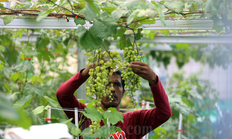 Melihat Lebih Dekat Agro Edukasi Anggur di Bandung Barat