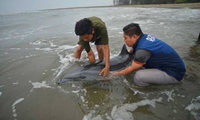 Evakuasi Lumba-Lumba Fraser Yang Terdampar di Pantai Pasir Jambak Padang