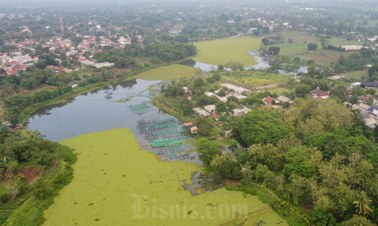 Situ Cilala di Telaga Kahuripan Jawa Barat Dipenuhi Tanaman Eceng Gondok