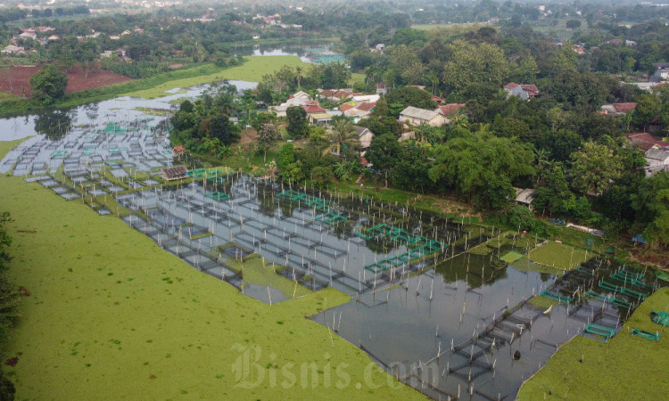 Situ Cilala di Telaga Kahuripan Jawa Barat Dipenuhi Tanaman Eceng Gondok