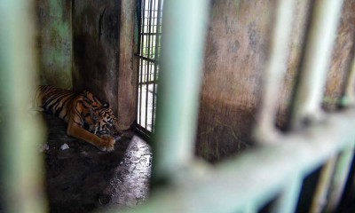 Medan Zoo di Sumatra Utara Terbengkalai, Koleksi Hewan Semakin Berkurang