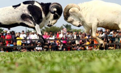 Festival Adu Ketangkasan Domba Garut