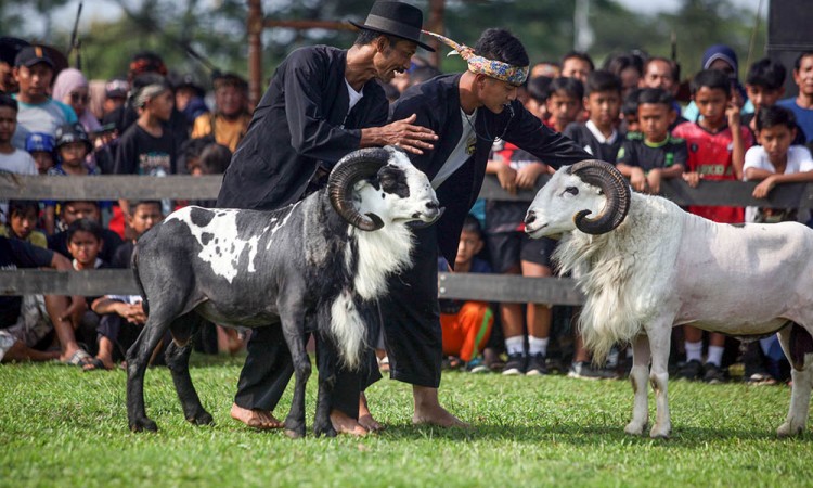 Festival Adu Ketangkasan Domba Garut