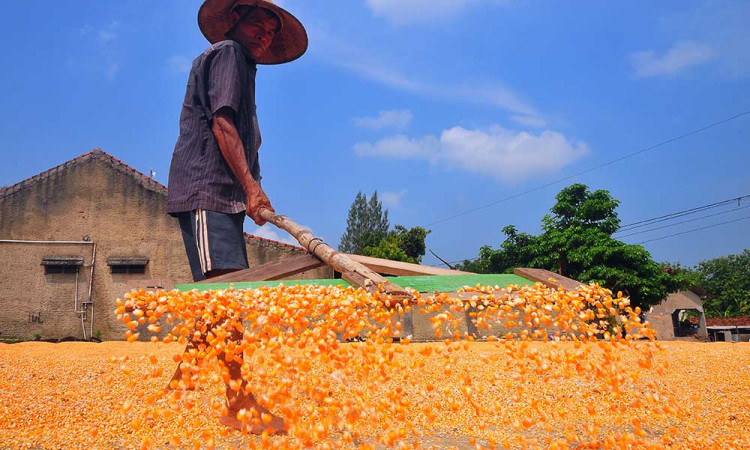 Kementan Targetkan Produksi Jagung Pada 2024 Mencapai 16 Juta Ton