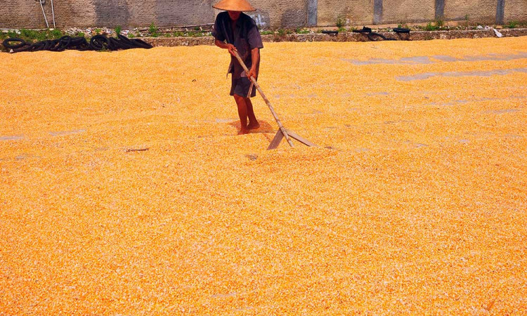 Kementan Targetkan Produksi Jagung Pada 2024 Mencapai 16 Juta Ton