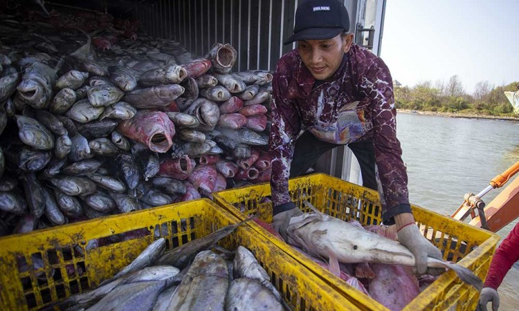 Ekspor Produk Perikanan Indonesia Mencapai US$4,1 Piliar Pada Triwulan III/2023