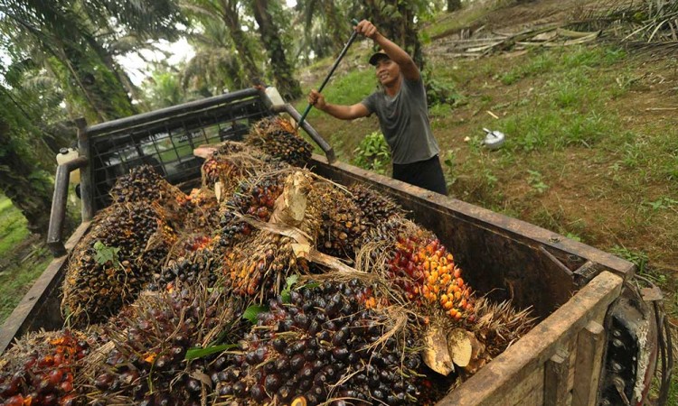 Luas Perkebunan Sawit di Indonesia Naik Menjadi 16,38 Juta Hektare