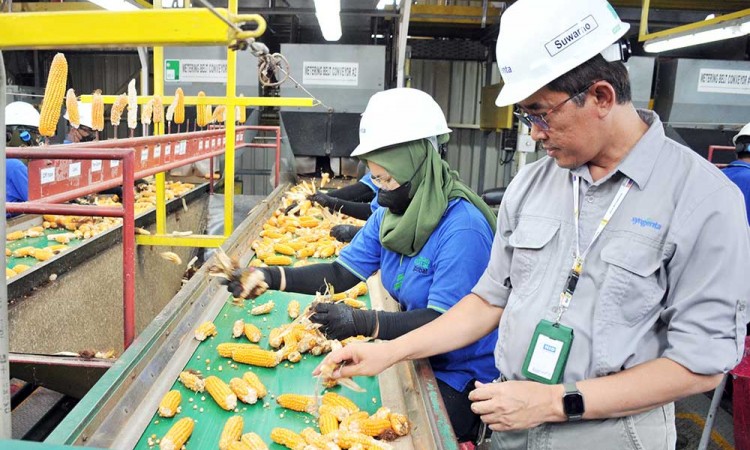 Penyediaan Benih Jagung Unggul